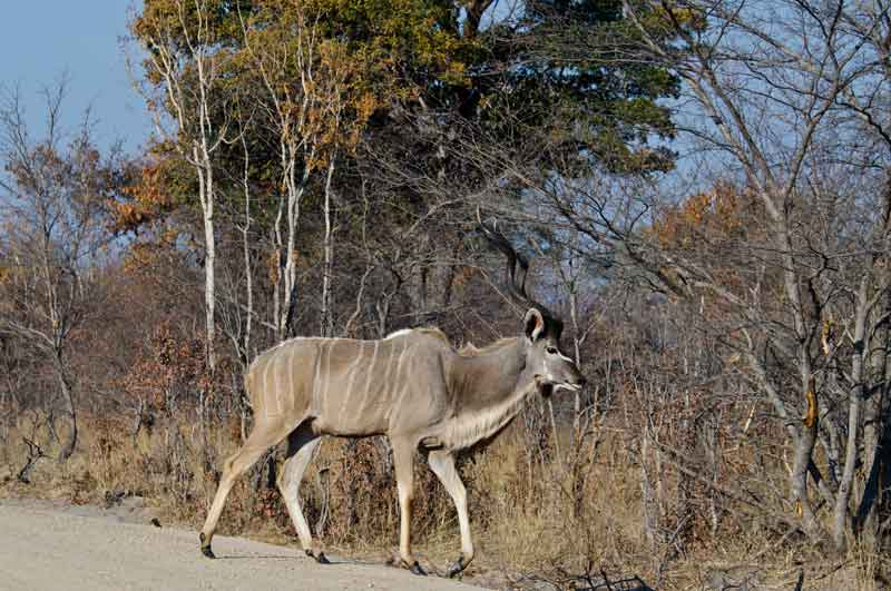 191 - Namibia - antilope Kudu - reserva de animales Mahango